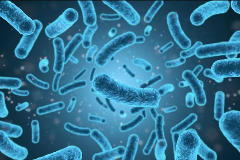 Overcoming the oxygen sensitivity of anti-inflammatory gut bacterium