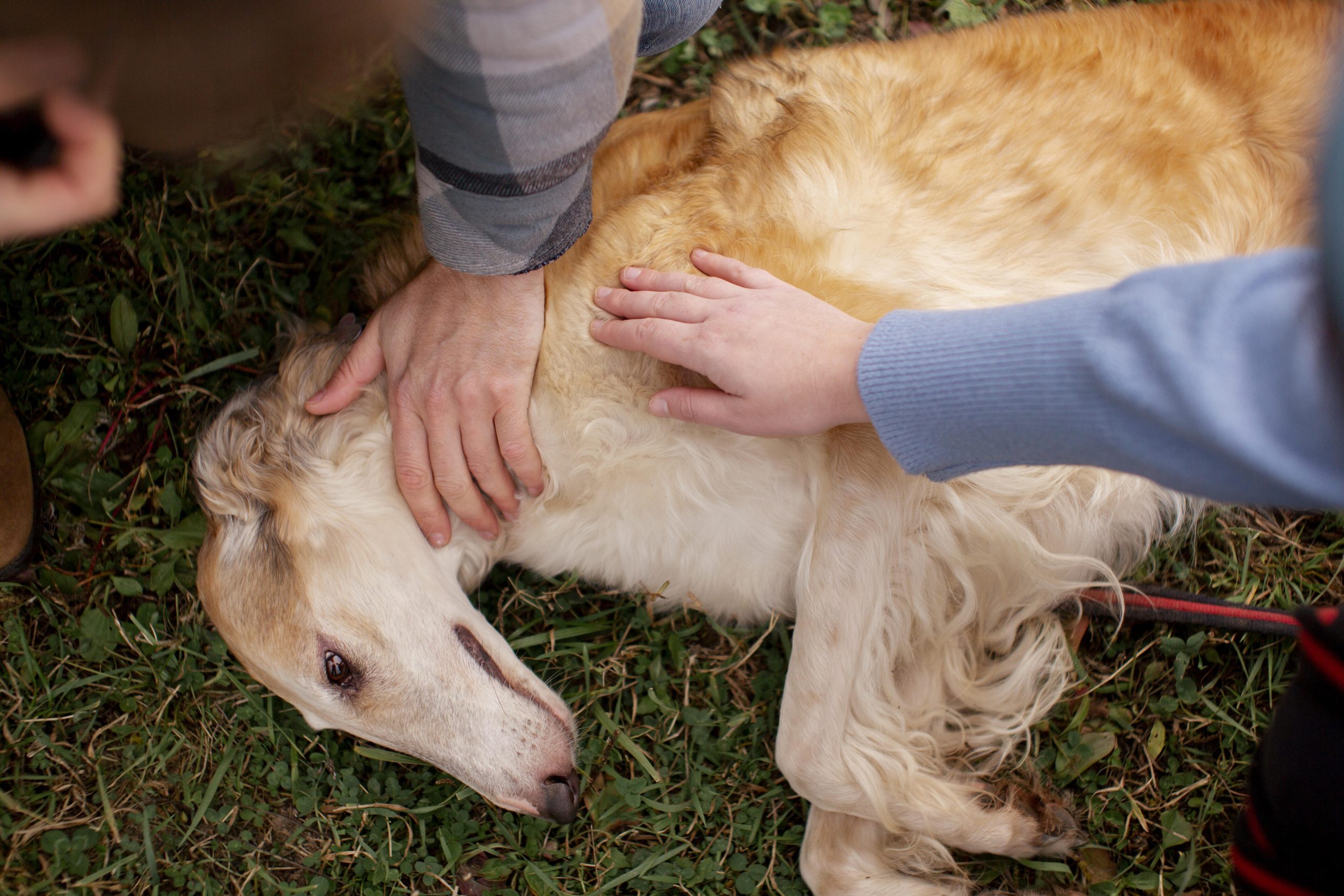 Bacillus subtilis bacteria probiotic boosts dog digestion