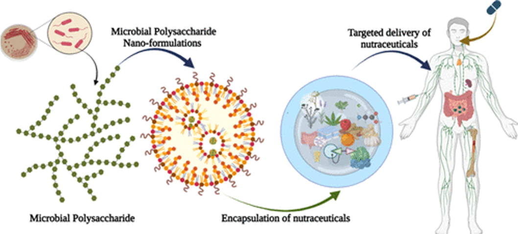 The Incredible Breakthrough of DPH Hydrogel for Probiotic Delivery