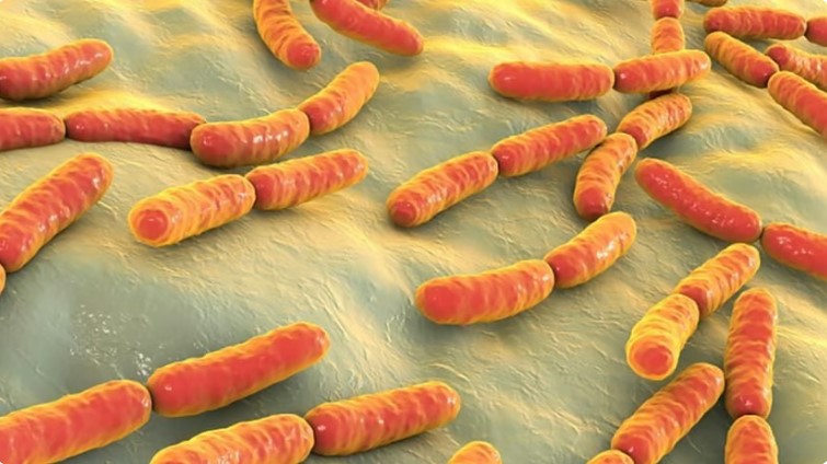 Lactobacillus Rhamnosus: Function in Body and Supplement Benefits