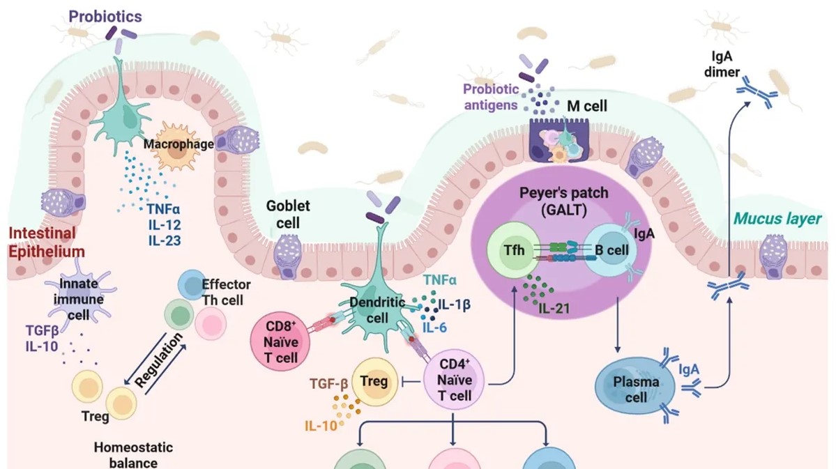 Unlocking the Secrets of Gut Health: The Power of Probiotics and the Microbiome Journey to Overall Well-being