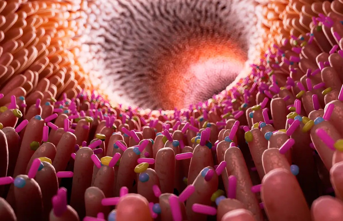 How to maintain a healthy gut microbiome in 2024