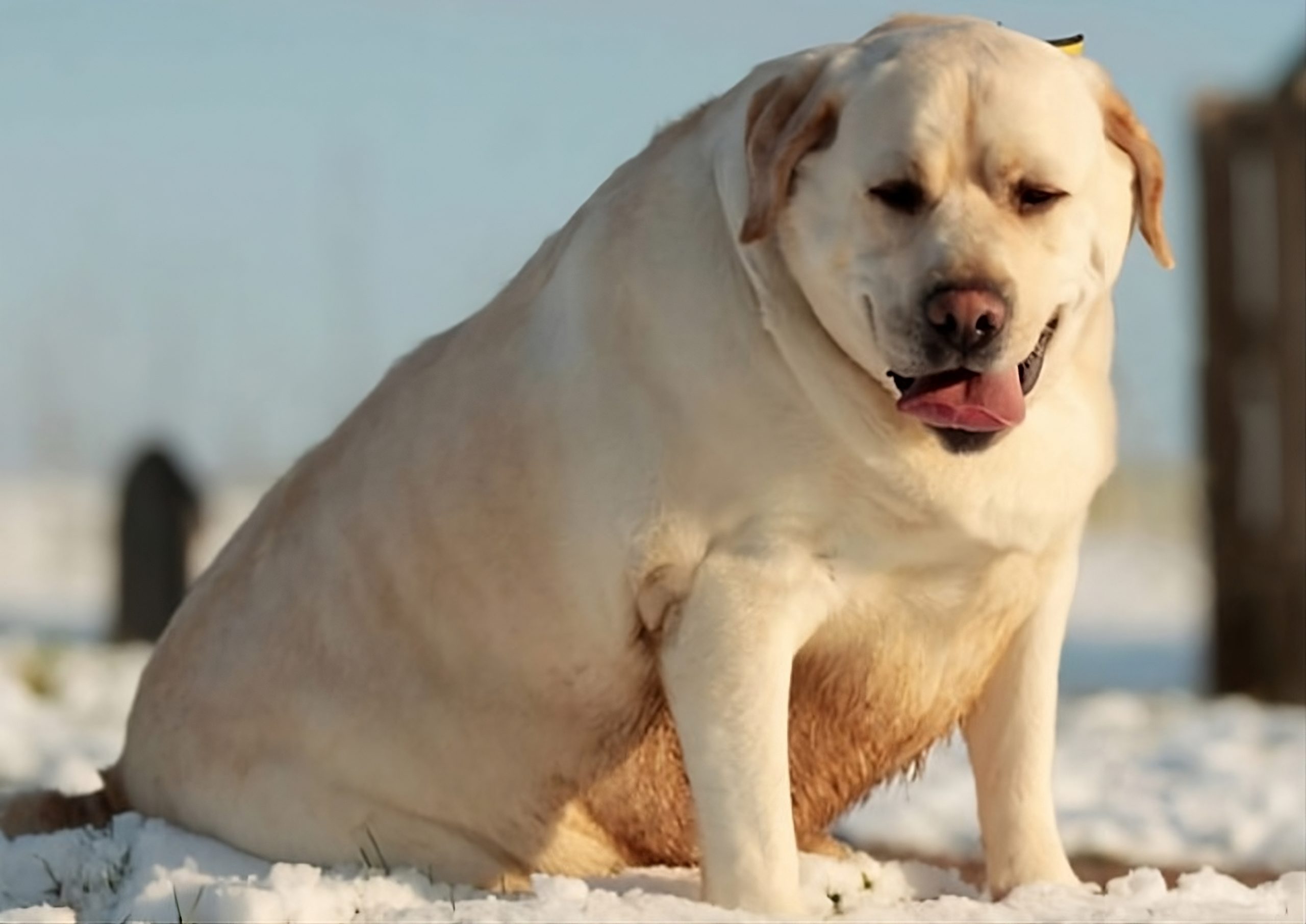 Fighting Pet Obesity: Unveiling the Power of Yogurt Probiotics to Safely Trim Weight in Dogs