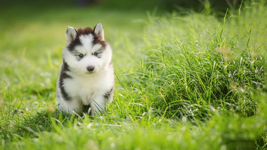 Can Puppies Consume Probiotics? Debunking Myths and Unveiling Benefits