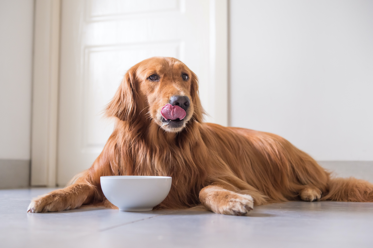 Timing Probiotic Consumption for Pets: Unraveling the Mystery