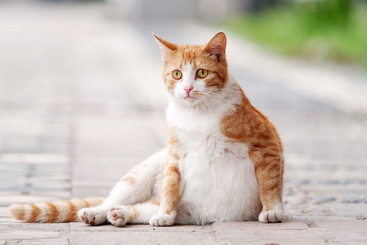 Supporting Mom-to-Be: The Role of Probiotics in Pregnancy for Cats