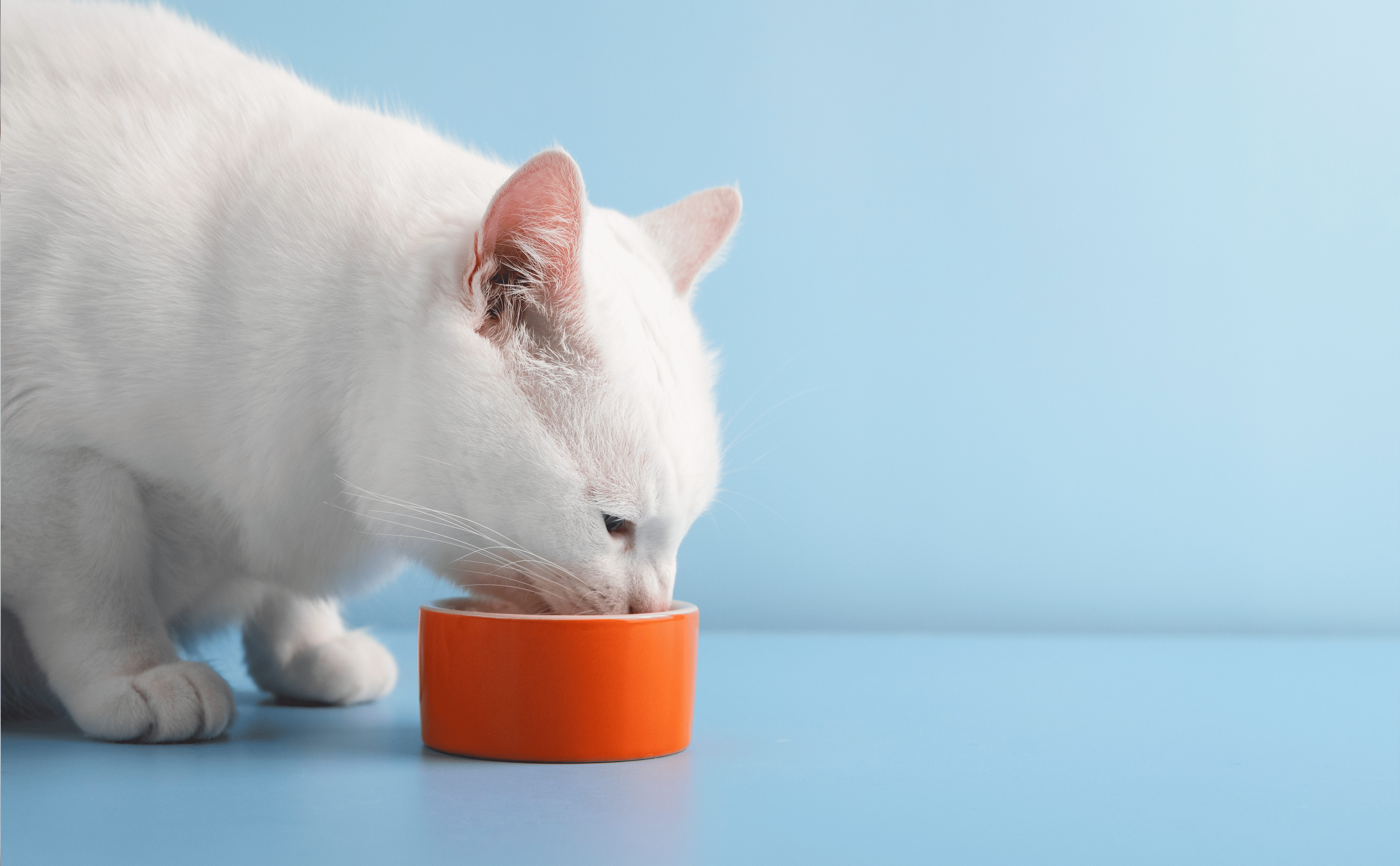 Why Millennial Pet Owners Are Turning to Probiotics for Their Pets’ Health